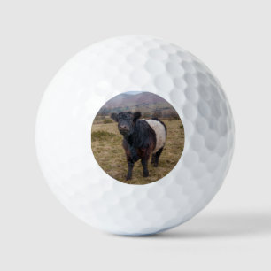 Belted Galloway Standing Proud on Dartmoor Farmlan Golf Balls