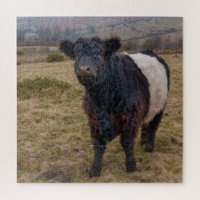 Belted Galloway Standing Proud on Dartmoor Farmlan