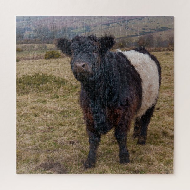 Belted Galloway Standing Proud on Dartmoor Farmlan Jigsaw Puzzle (Vertical)