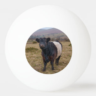 Belted Galloway Standing Proud on Dartmoor Farmlan Ping Pong Ball