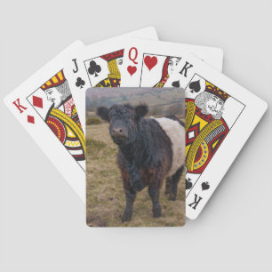Belted Galloway Standing Proud on Dartmoor Farmlan Playing Cards