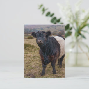 Belted Galloway Standing Proud on Dartmoor Farmlan Postcard