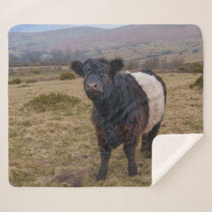 Belted Galloway Standing Proud on Dartmoor Farmlan Sherpa Blanket