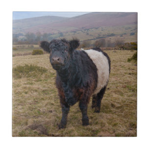 Belted Galloway Standing Proud on Dartmoor Farmlan Tile