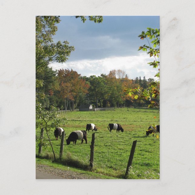 Belted Galloways Postcard (Front)