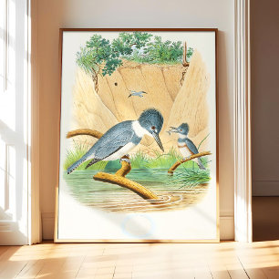 Belted Kingfisher (1882) Art Print Poster, Vintage