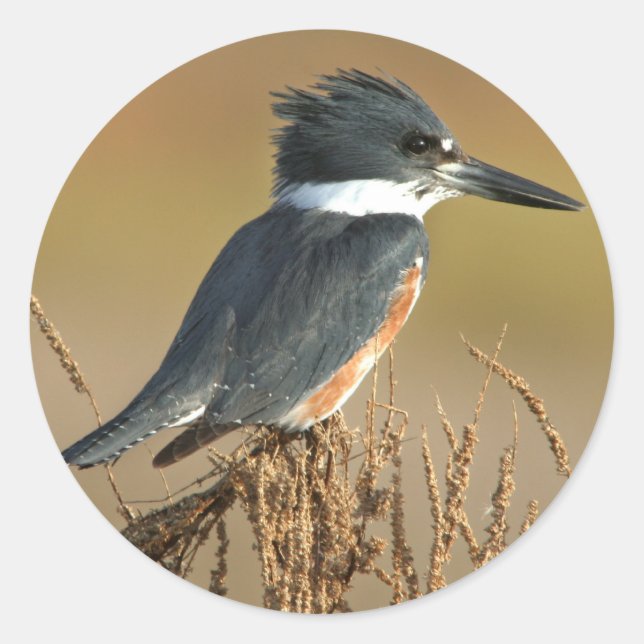 Belted Kingfisher Classic Round Sticker (Front)