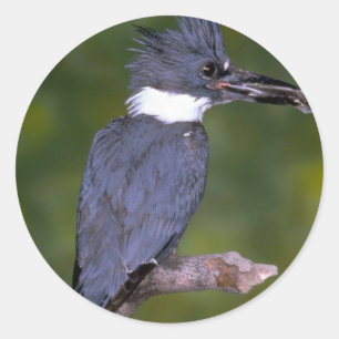 Belted Kingfisher Classic Round Sticker