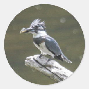 Belted Kingfisher Classic Round Sticker