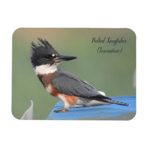 Belted Kingfisher (Immature) Magnet