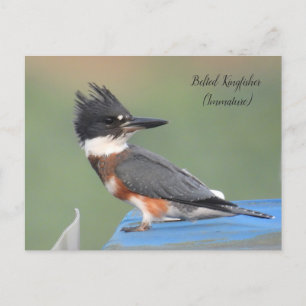 Belted Kingfisher (Immature) Postcard