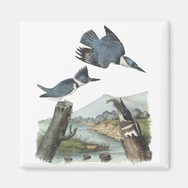Belted Kingfisher, John Audubon Magnet (Front)