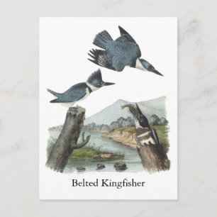 Belted Kingfisher, John Audubon Postcard