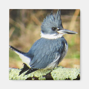 Belted Kingfisher Magnet