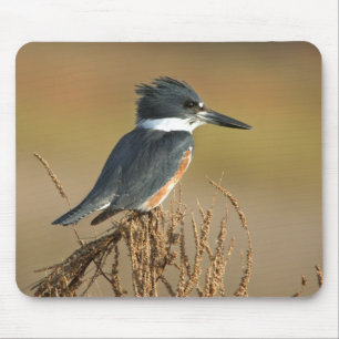 Belted Kingfisher Mouse Mat