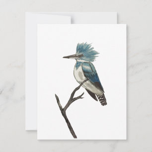 Belted Kingfisher Note Card