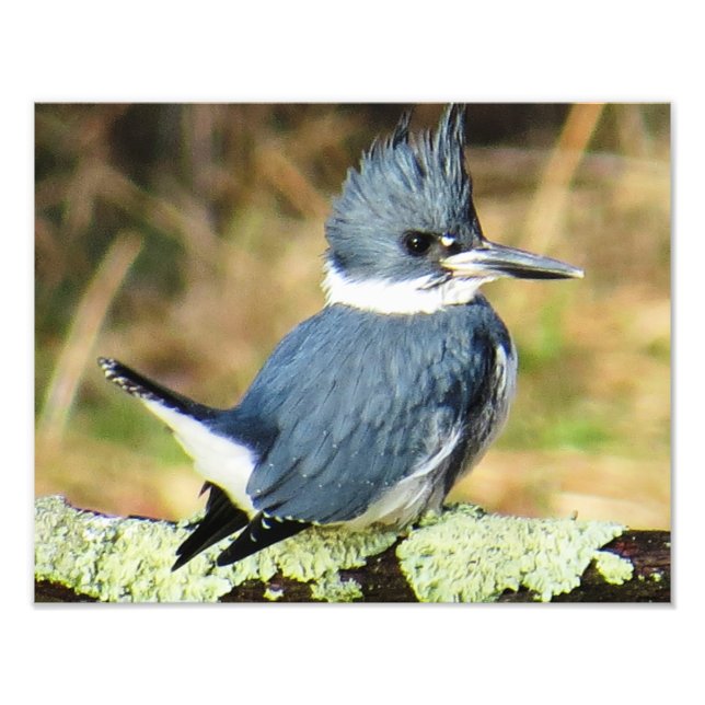 Belted Kingfisher Photo Print (Front)
