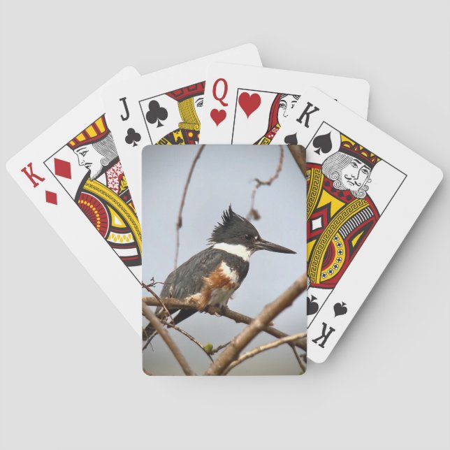 Belted Kingfisher Playing Cards (Back)