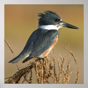 Belted Kingfisher Poster
