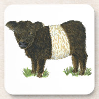 'Beltie' Belted Galloway