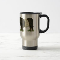 'Beltie' Belted Galloway