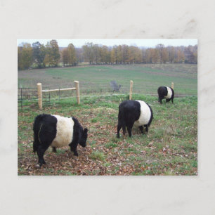Beltie Cow Herd Along a Trail Postcard
