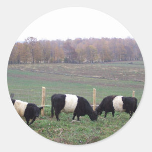 Beltie Cow Herd in Fall Classic Round Sticker