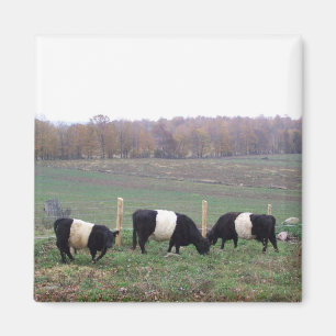 Beltie Cow Herd in Fall Magnet