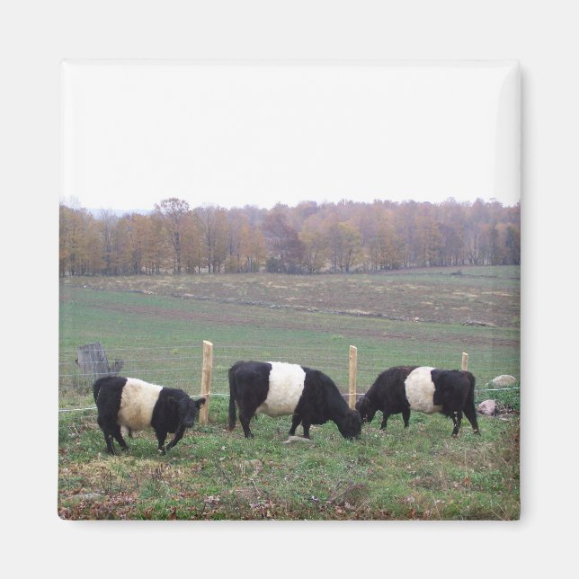 Beltie Cow Herd in Fall Magnet (Front)