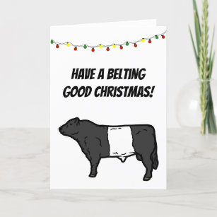 Belting Good Christmas Belted Galloway Beltie Cow  Card