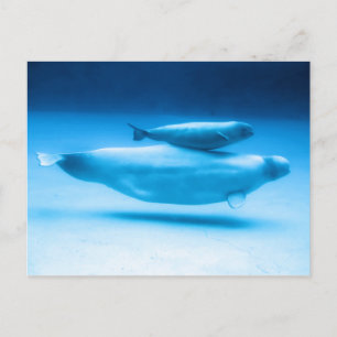 Beluga Mother and Baby Postcard