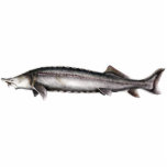 Beluga Sturgeon Photo Sculpture Magnet<br><div class="desc">Beluga Sturgeon Motif</div>
