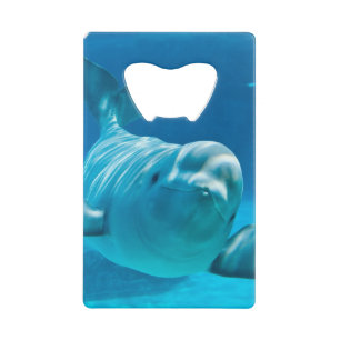 Beluga Whale