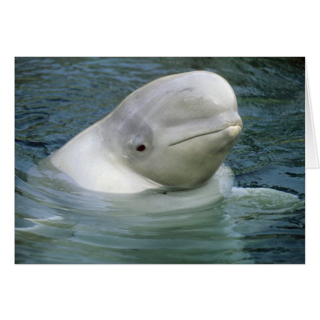 Beluga Whale, Delphinapterus leucas) (Front Horizontal)