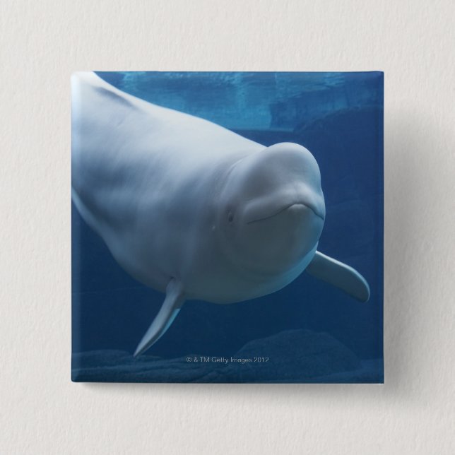 Beluga whale (Delphinapterus leucas) 15 Cm Square Badge (Front)
