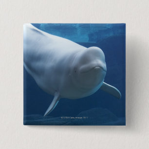 Beluga whale (Delphinapterus leucas) 15 Cm Square Badge