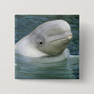 Beluga Whale, Delphinapterus leucas) 15 Cm Square Badge