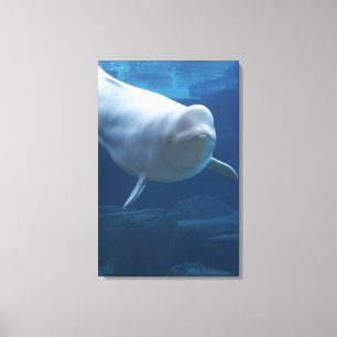 Beluga whale (Delphinapterus leucas) Canvas Print