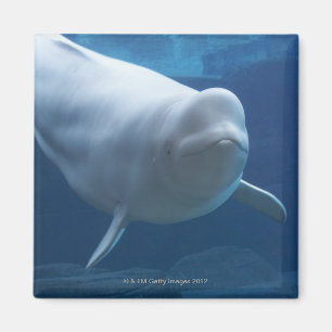 Beluga whale (Delphinapterus leucas) Magnet