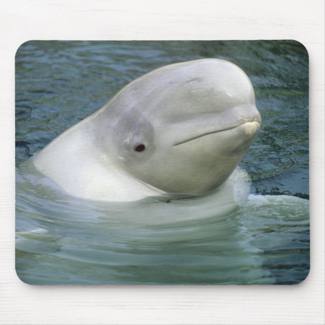 Beluga Whale, Delphinapterus leucas) Mouse Mat (Front)
