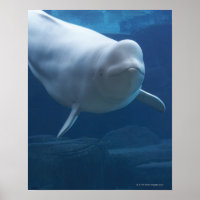 Beluga whale (Delphinapterus leucas)