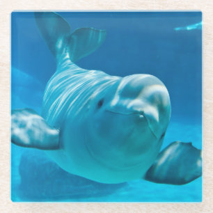 Beluga Whale Glass Coaster