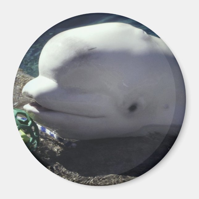 Beluga Whale Magnet (Front)