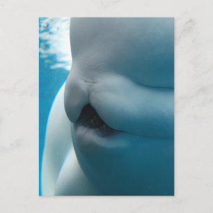 Beluga Whale  Postcard