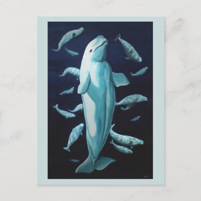 Beluga Whale Postcards Beluga Whale Art Cards (Front)