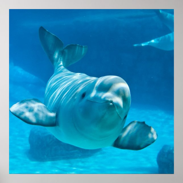 Beluga Whale Poster (Front)
