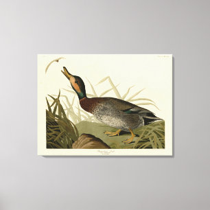 Bemaculated (Brewer's) Duck, Audubon Birds America Canvas Print