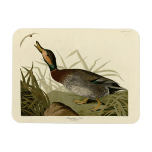 Bemaculated (Brewer's) Duck, Audubon Birds America Magnet