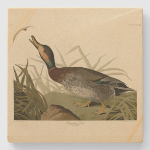 Bemaculated (Brewer's) Duck, Audubon Birds America Stone Coaster