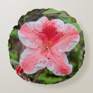 Ben Morrison Azalea (Rhododendron 'Ben Morrison' Round Cushion